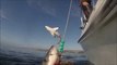 Les images incroyables de 2 grands requins blancs en pleine chasse