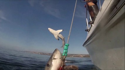 Les images incroyables de 2 grands requins blancs en pleine chasse