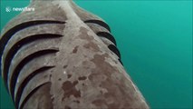 Watch a kayaker’s incredible encounter with a large basking shark