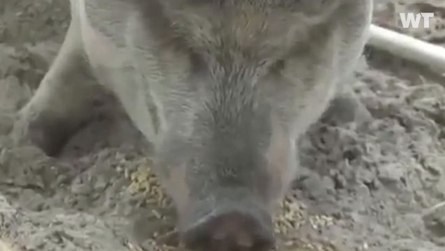 Florida Woman Takes Action to Protect Emotional-Support Pig, Hammy, From Eviction