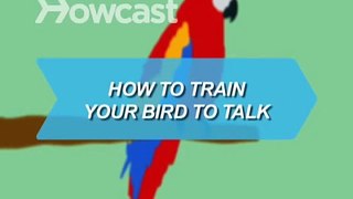 How to Train Your Bird to Talk