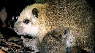 Giant Rat (Cuban Hutia) | Wild Animals - Planet Doc
