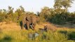 Big bull elephant suddenly launches attack on lone rhino