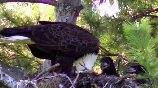 eagle feeding a baby video