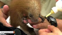 This Porcupette Getting Bottle-Fed Is The Most Adorable Thing You'll See Today