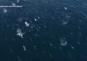 Drone Footage Captures Dolphins Swimming with Tuna in San Diego