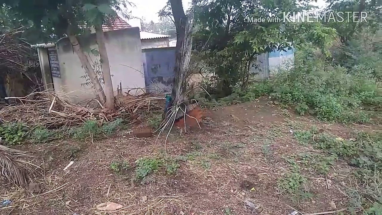 BEAUTIFUL PEACOCK DANCING RARE VIDEO 1280x720 3.78Mbps 2018-07-13 07-28-45