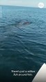 Giant whale shark greets fisherman