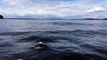 Killer Whale nearly jumps into boat off B.C. coast