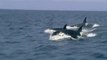 Great White Shark - The Most Dangerous Sea Creatures - Nat Geo Doc Part 2