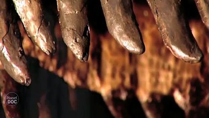 Dinosaur Extinction: Massive Extinctions