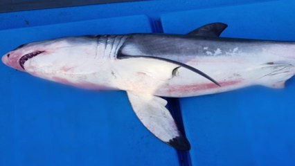 경주 인근 해상에서 백상아리 사체 발견 / YTN