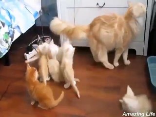 funny cat ! jump ! jump and jump