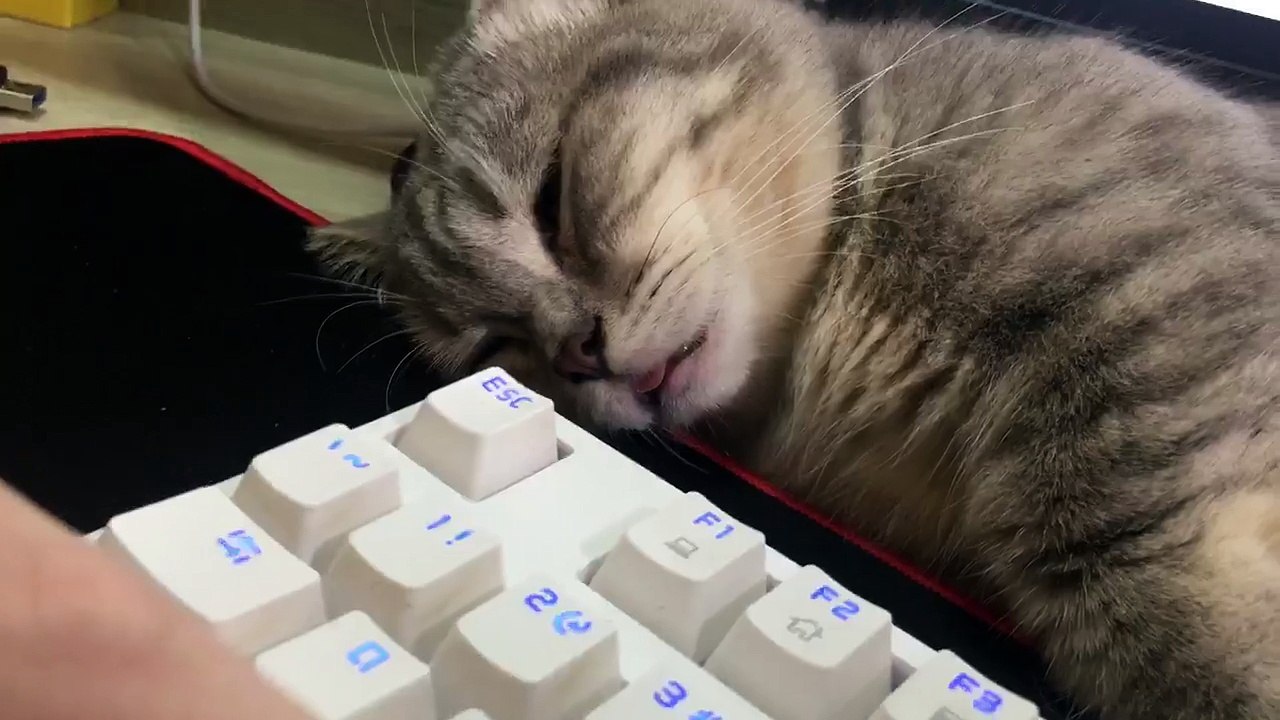Take the cat to work together