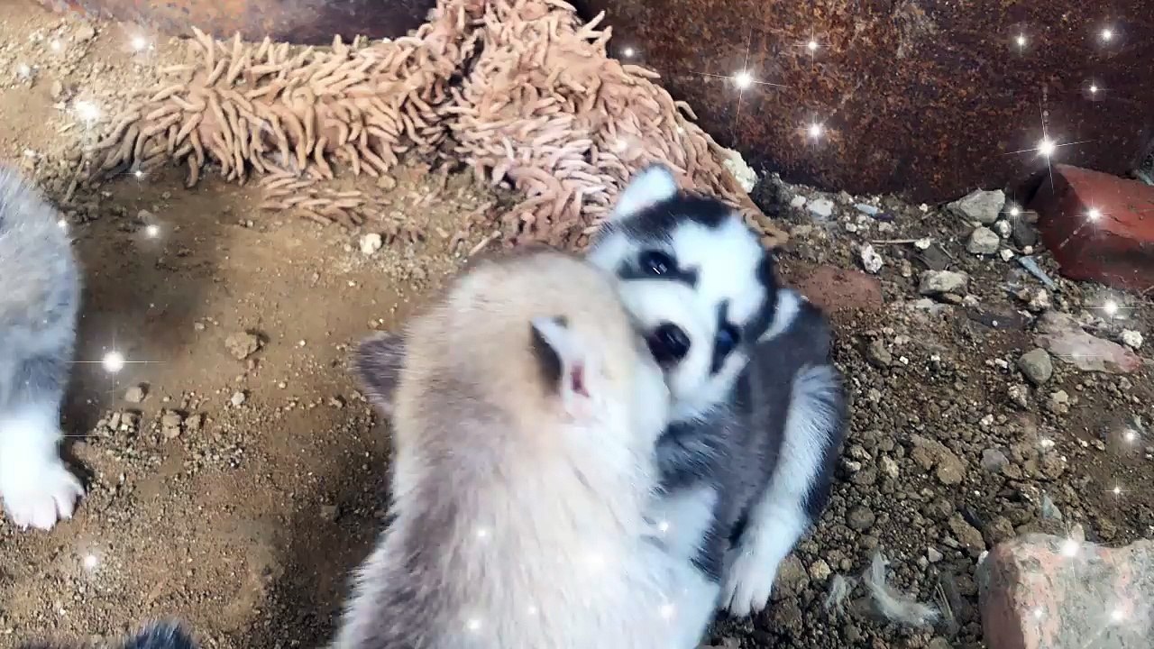 the bae cat playing together