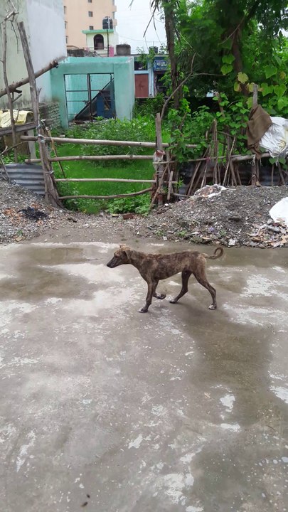 Amazing dog