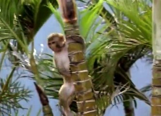 Flipper S01 - Ep16 Monkey Island HD Watch