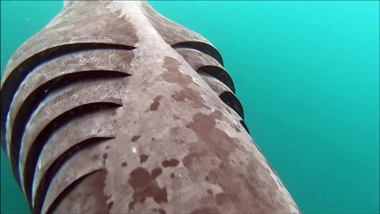 Watch a kayaker’s incredible encounter with a large basking shark