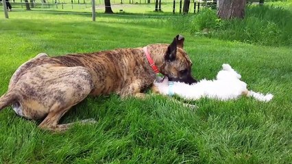 Cutest Adorable Pets Compilation July 2018