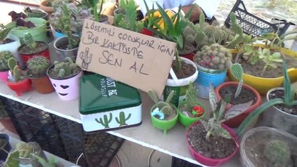 Lösemili Çocuklar Yararına Kaktüs Satıyorlar