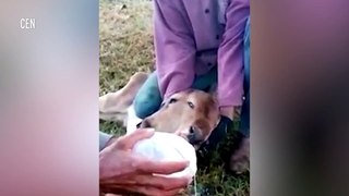 Calf born with TWO faces stuns workers on farm in Brazil