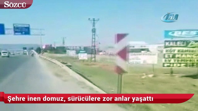Şehre inen domuz, sürücülere zor anlar yaşattı