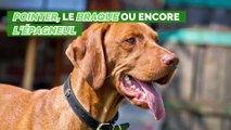 Les meilleures races de chiens pour la chasse