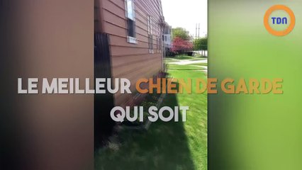 Ce chien est le meilleur chien de garde qui soit
