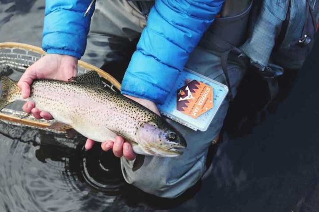 Comment bien pêcher la truite ?