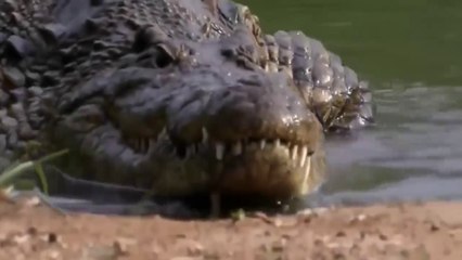 The King of the Crocodiles - Nat Geo Wild Documentay HD
