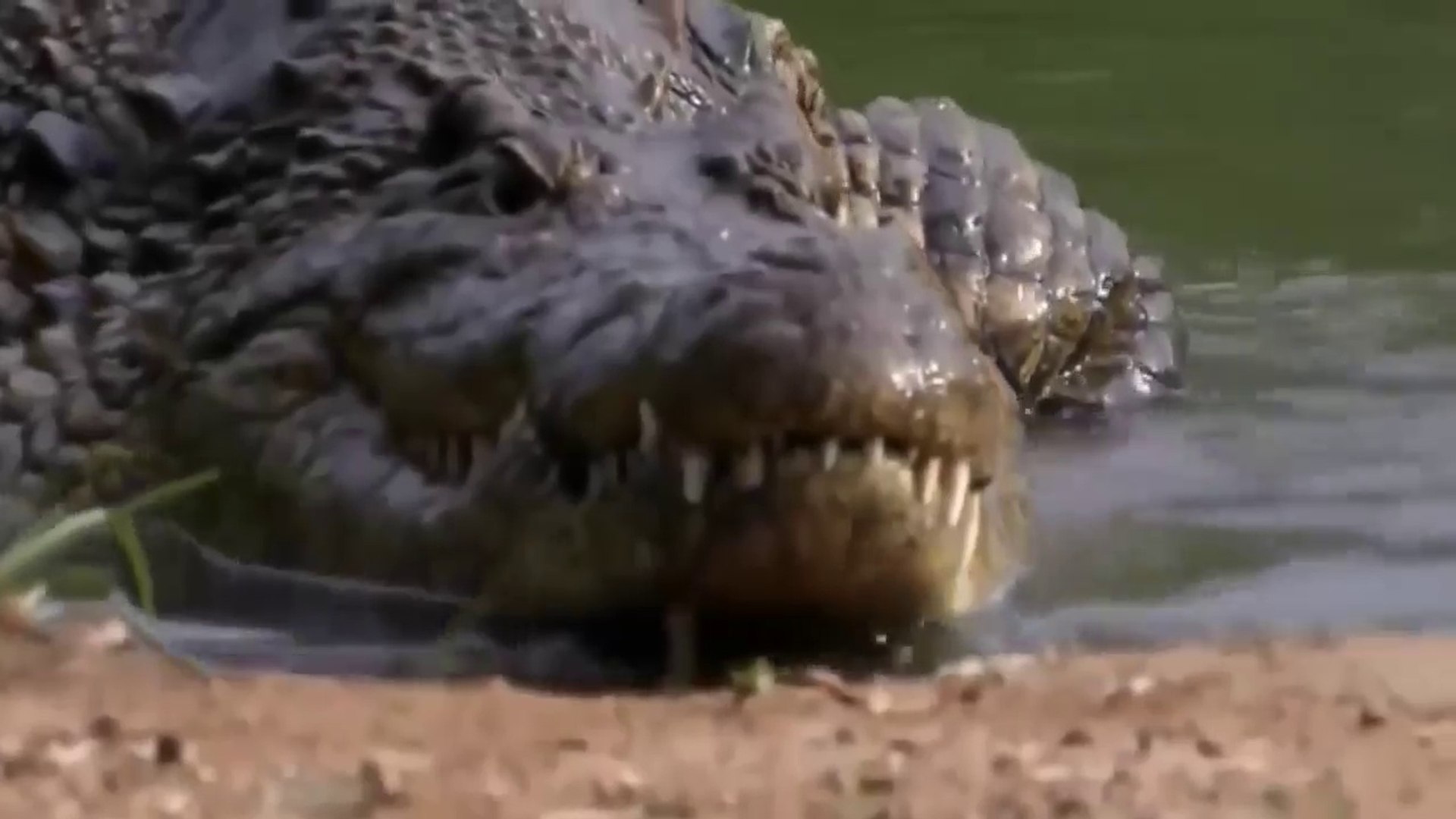 Gustave Crocodile National Geographic
