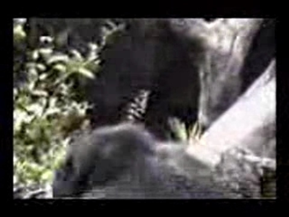 Singe .