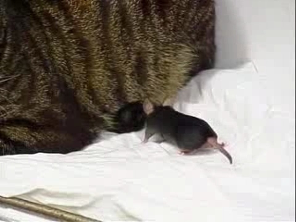 Syndiquée, la souris n'a plus peur du chat