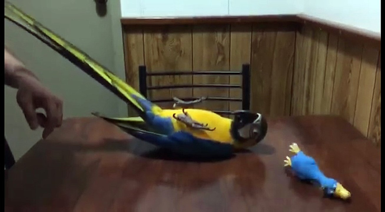 あお向けで遊ぶコンゴウインコ、犬用オモチャにご満悦