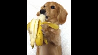犬「バナナおいしい！」器用にもぐもぐ