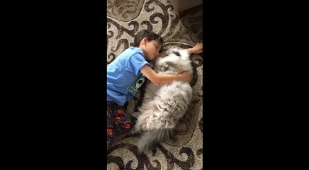 もっふもふの巨大猫と小さな男の子のツーショットはご褒美