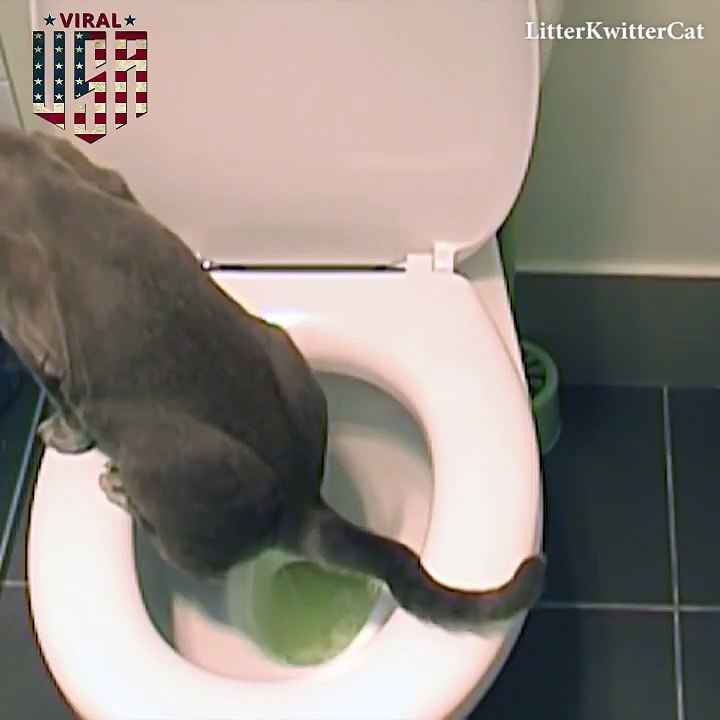 Viral in USA - Train your cat how to use the toilet