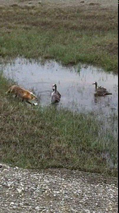 Deux oies protègent leurs petits d’un renard (Alaska)