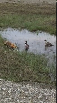 Deux oies protègent leurs petits d’un renard (Alaska)