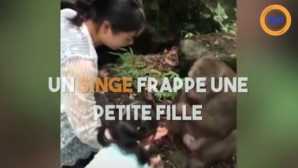 Un singe s'en prend à une petite fille