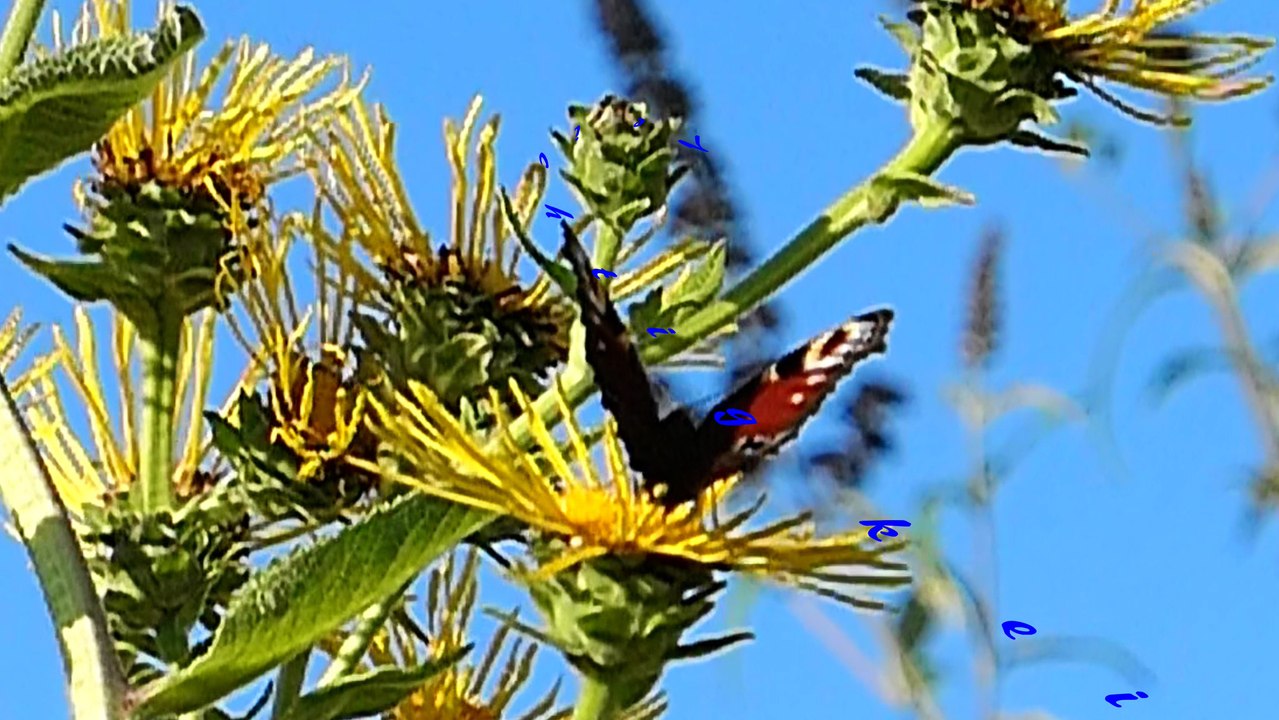 was uns ein Schmetterling zu erzählen hat