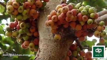 RASOOL ( S.A.W ) KA PASANDEEDA PHAL : " INJEER " -  QURAN-EPAK MAI B ZIKAR HAI - BENEFITS