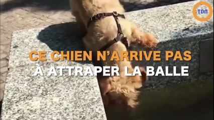 Un chien veut attraper sa balle mais...