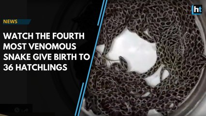 Watch the fourth most venomous snake give birth to 36 hatchlings