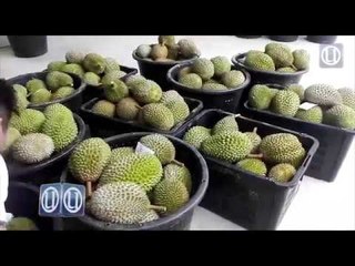 Durian: Kemungkinan dijual murah secara bakul boleh berlaku - Penjual