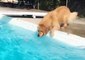 Persistent Dog Stretches in Attempt to Get Toy from Pool