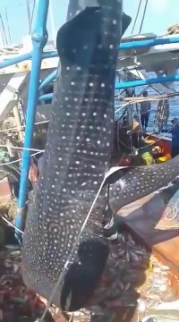 Ces pecheurs remettent à la mer un requin-baleine attrapé par erreur !