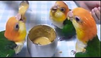 Parrot videos - parrots dancing - a funny parrot videos compilation    new hd