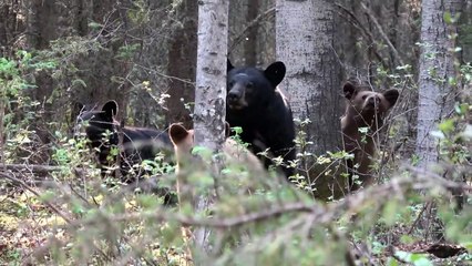 Canada : Un ours chasse un photographe dans une forêt !