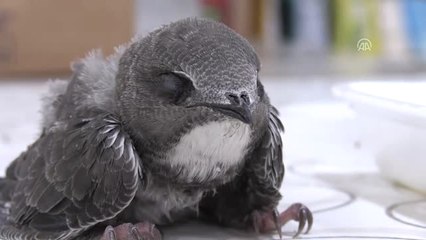 Ebabil Yavrusunu Sütle Besliyor